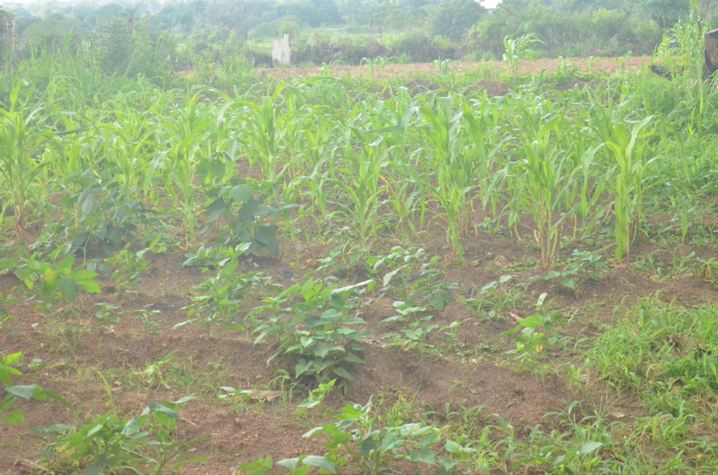 Prikkle Academy Makerspace Maize Garden Project